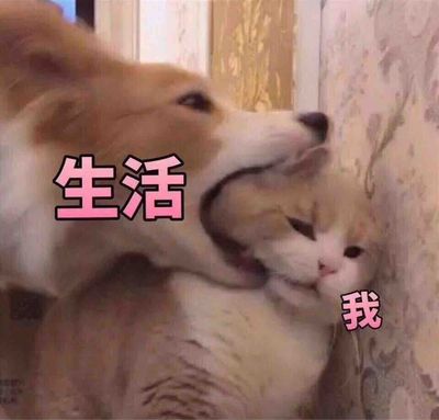 宅宅猫酱496