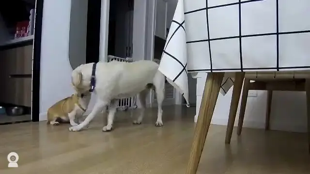 图片_1