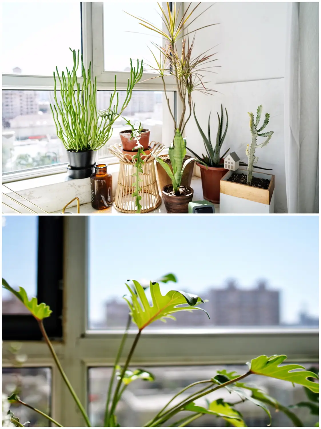 飘窗的小小植物园图片_3