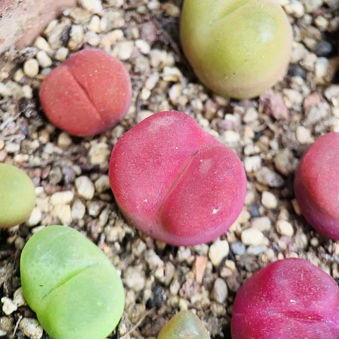夏天要来啦，高温天，休眠的肉锥怎么养护内图片_0