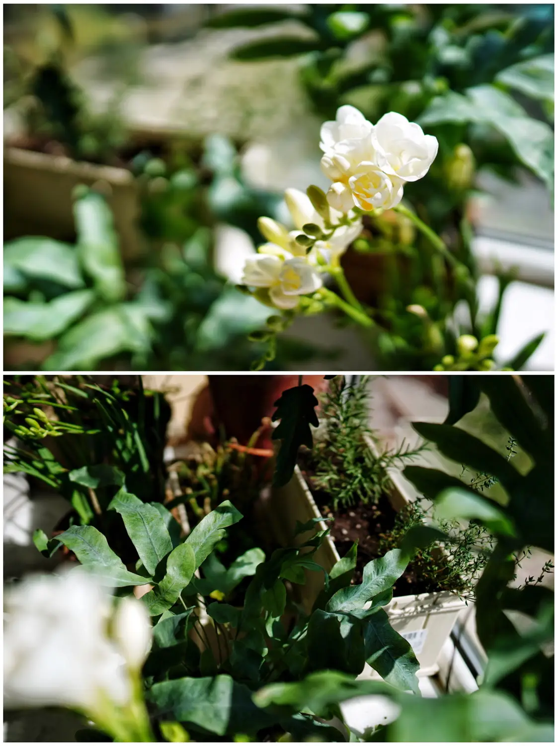 飘窗的小小植物园图片_2