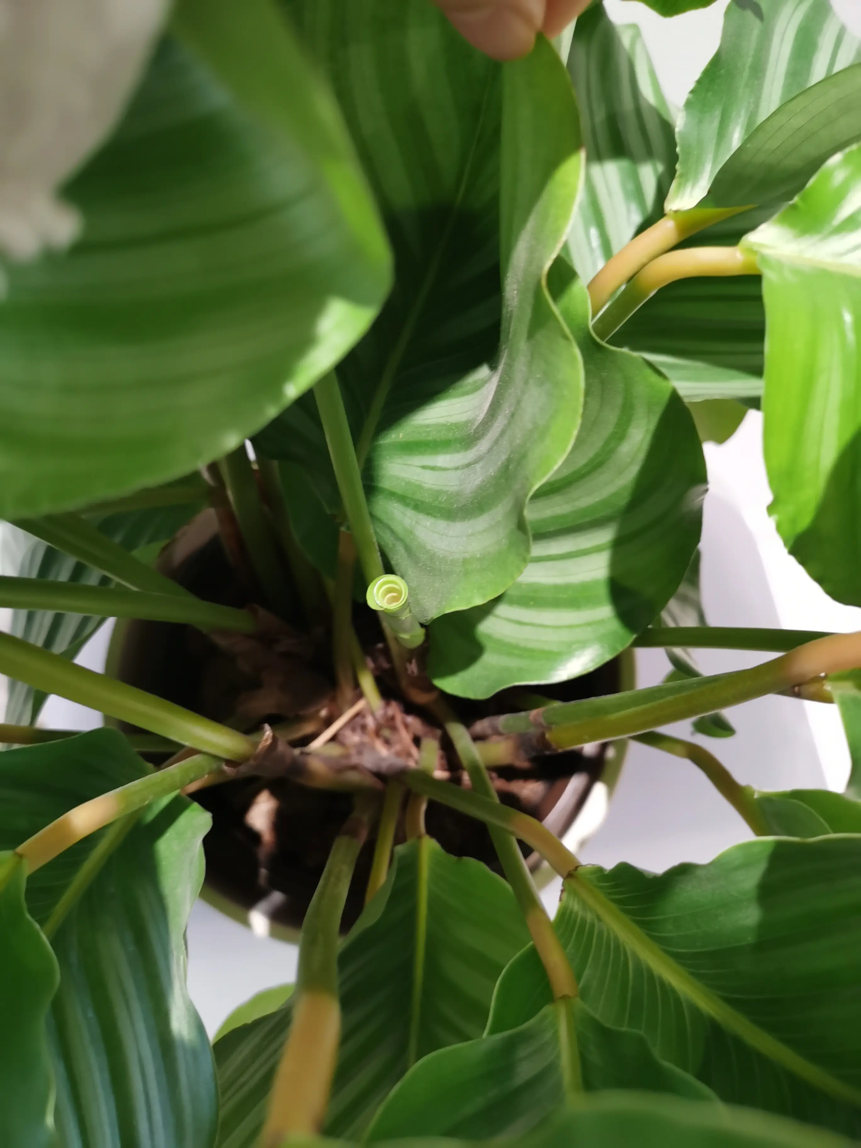 家里采光不好，这种植物最好养！图片_3