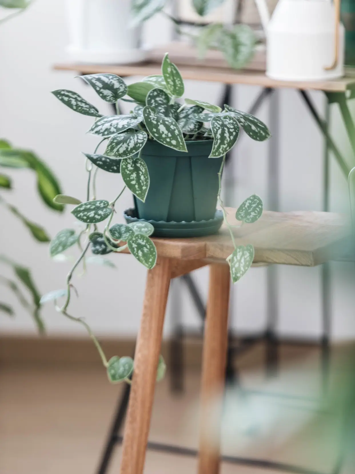 我家的植物角｜哪些绿植好养好看？图片_8
