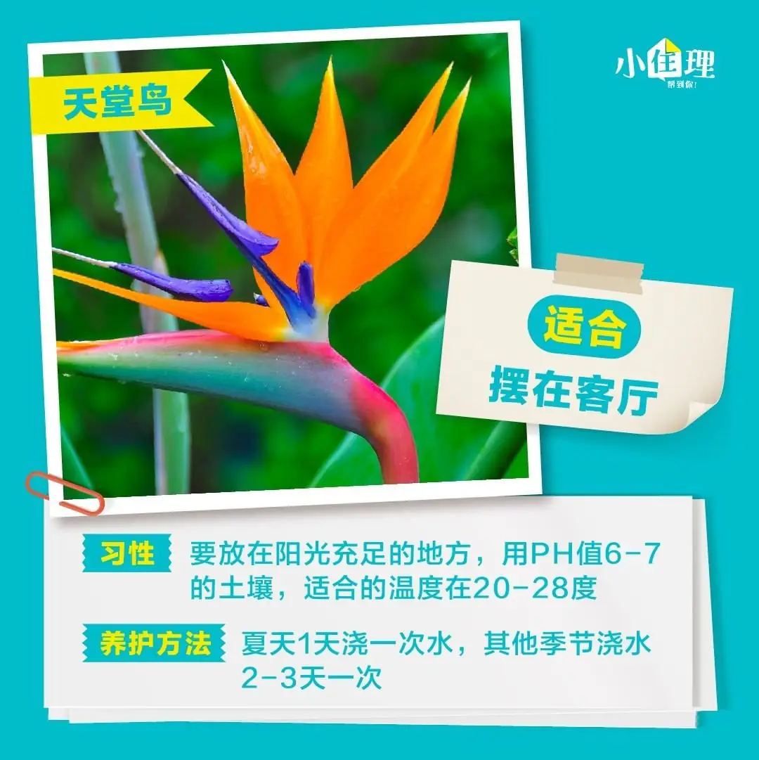 室内盆栽养护技巧，教你如何养好绿植图片_1