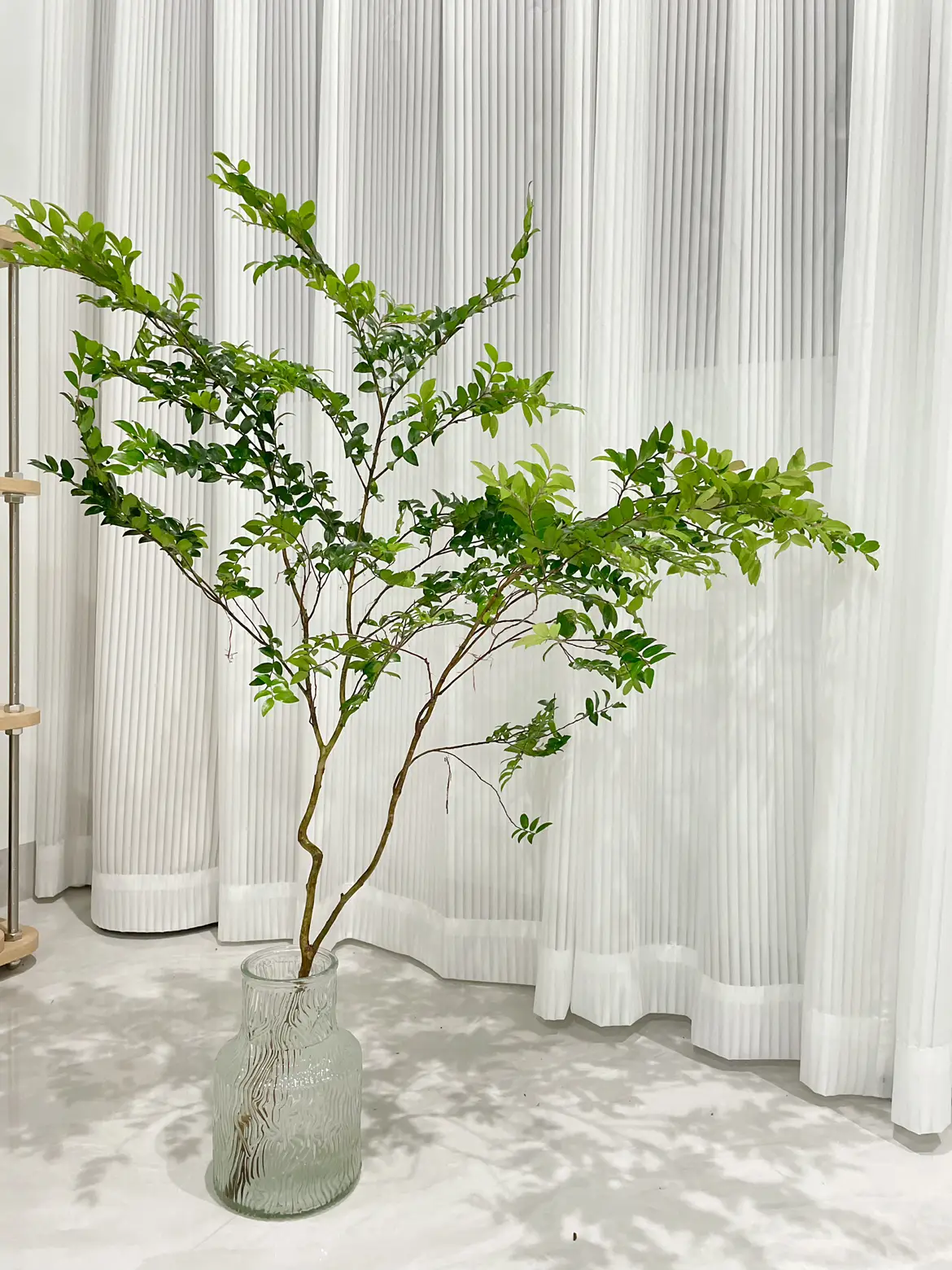 这个夏天，我把绿意装进去家里图片_2