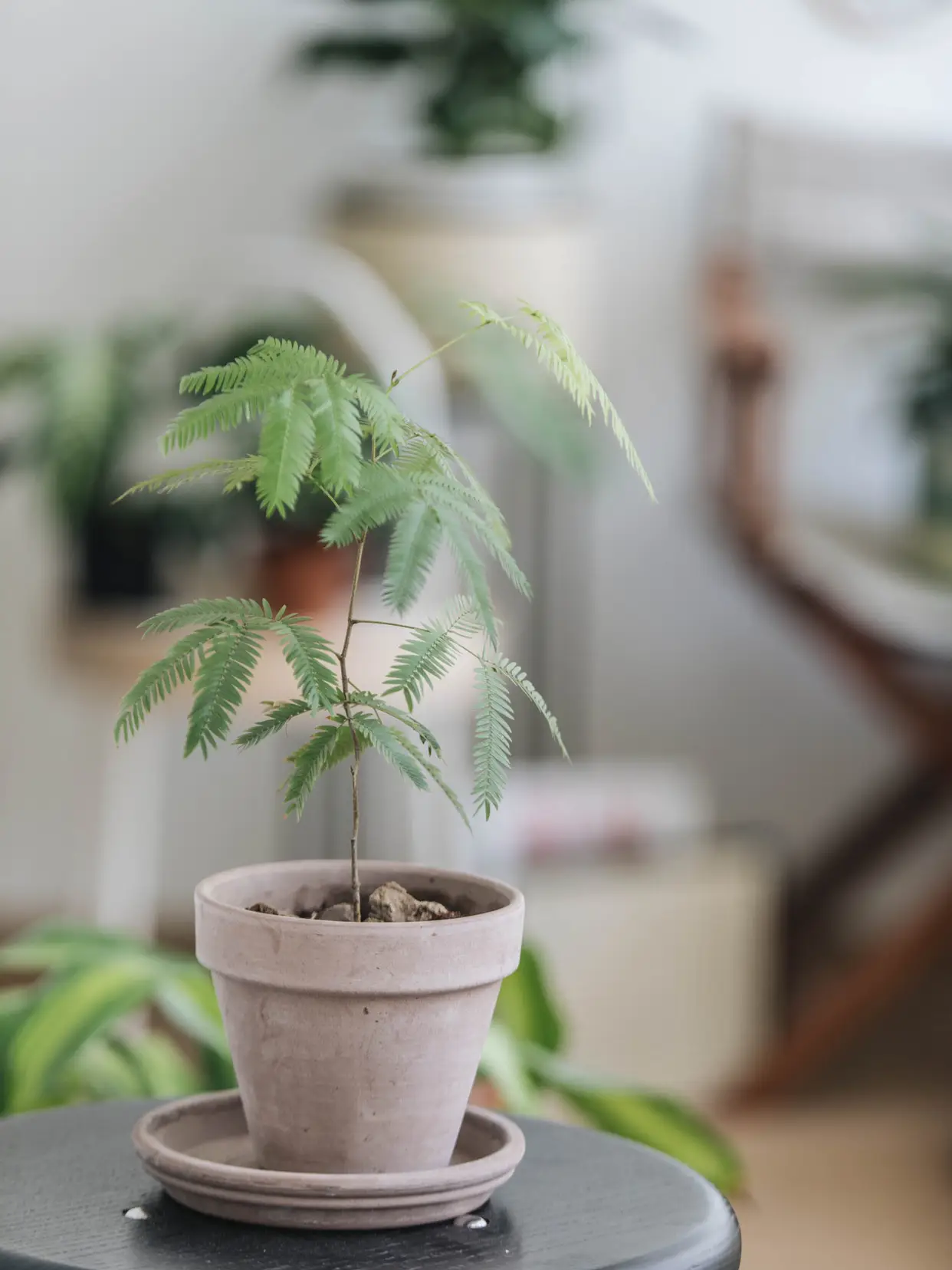 我家的植物角｜哪些绿植好养好看？图片_6