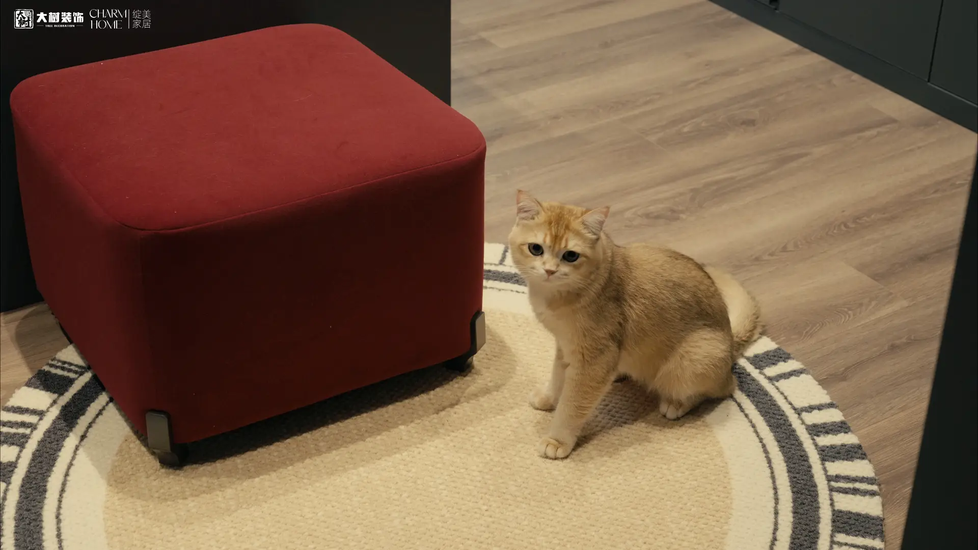 现代轻奢风落地，今天是猫主子守家，喵🐱图片_3