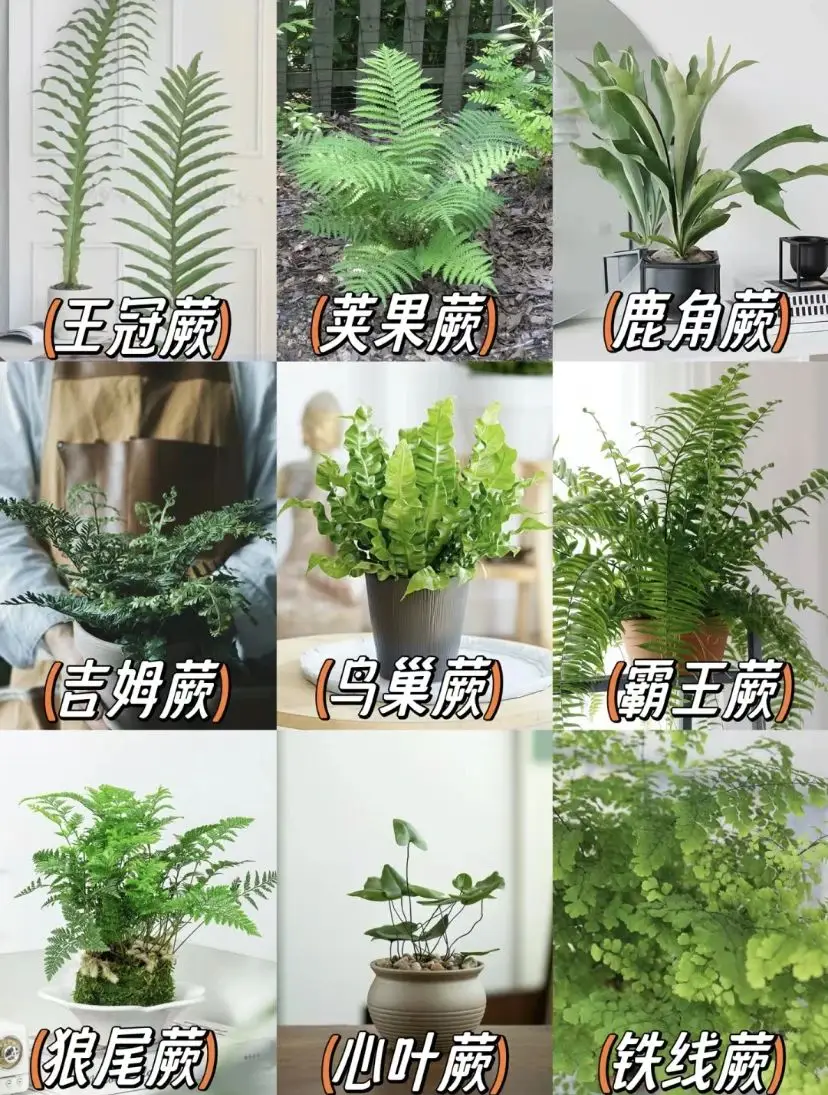 这些绿植放心养 | 绿植是家最好的软装！图片_1
