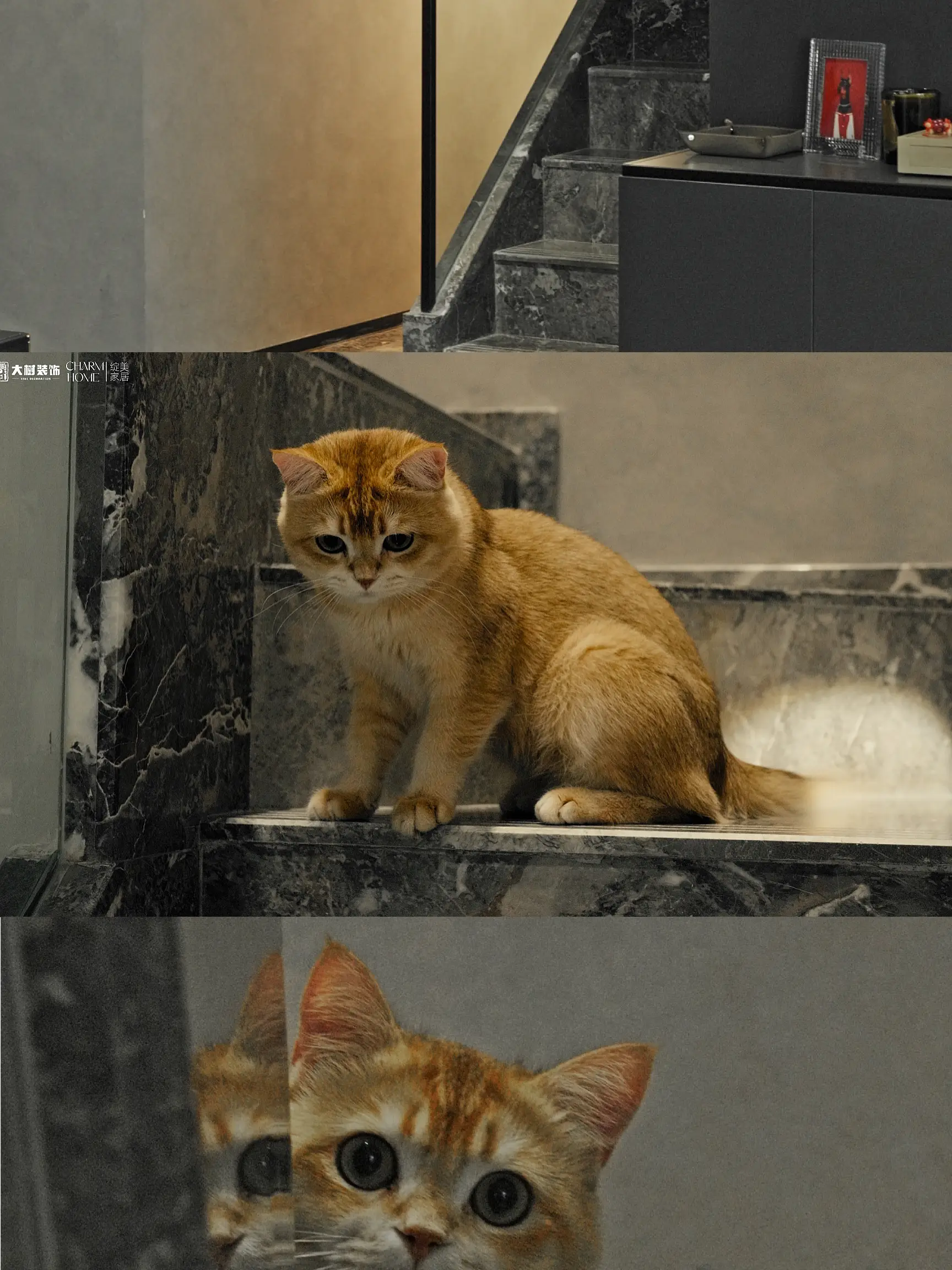 现代轻奢风落地，今天是猫主子守家，喵🐱图片_0
