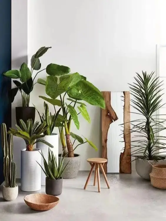 这些绿植放心养 | 绿植是家最好的软装！图片_4
