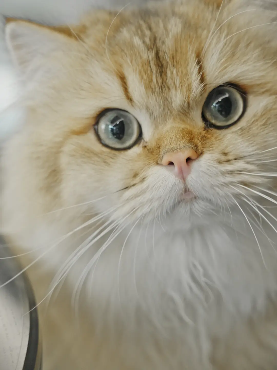 现代轻奢风落地，今天是猫主子守家，喵🐱图片_5