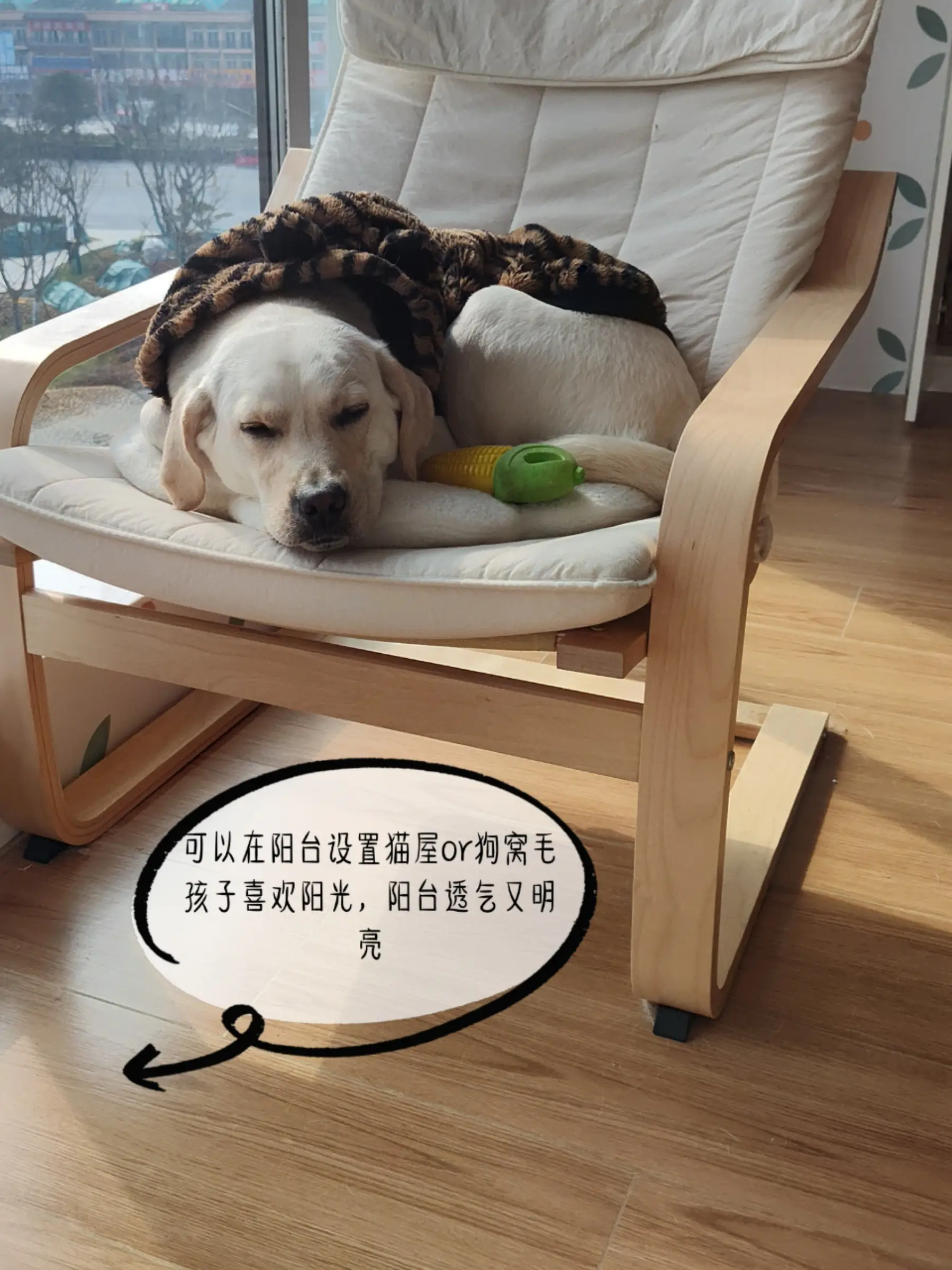 宠物友好设计！铲屎官自装房子必看！图片_3
