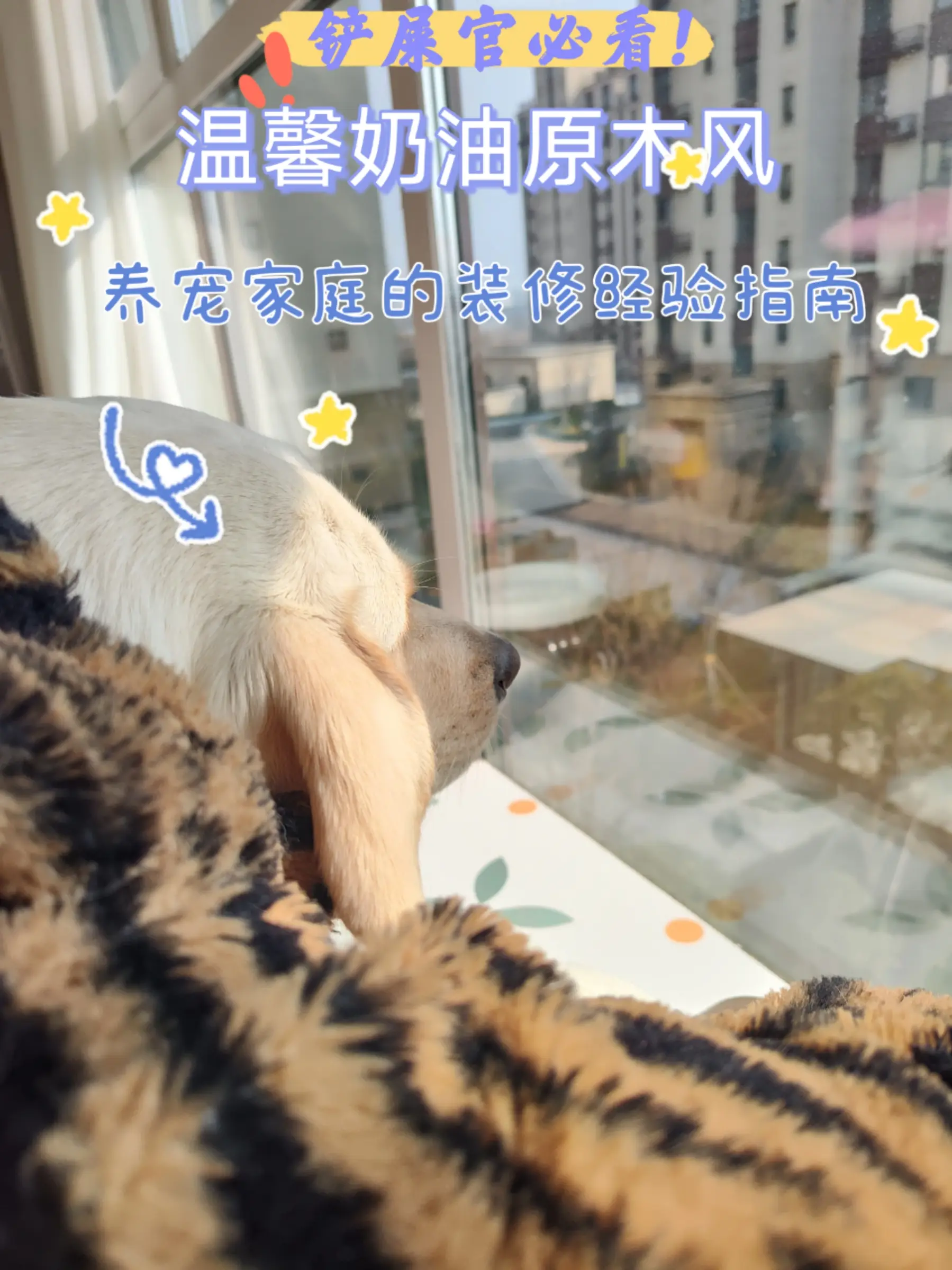 宠物友好设计！铲屎官自装房子必看！图片_0