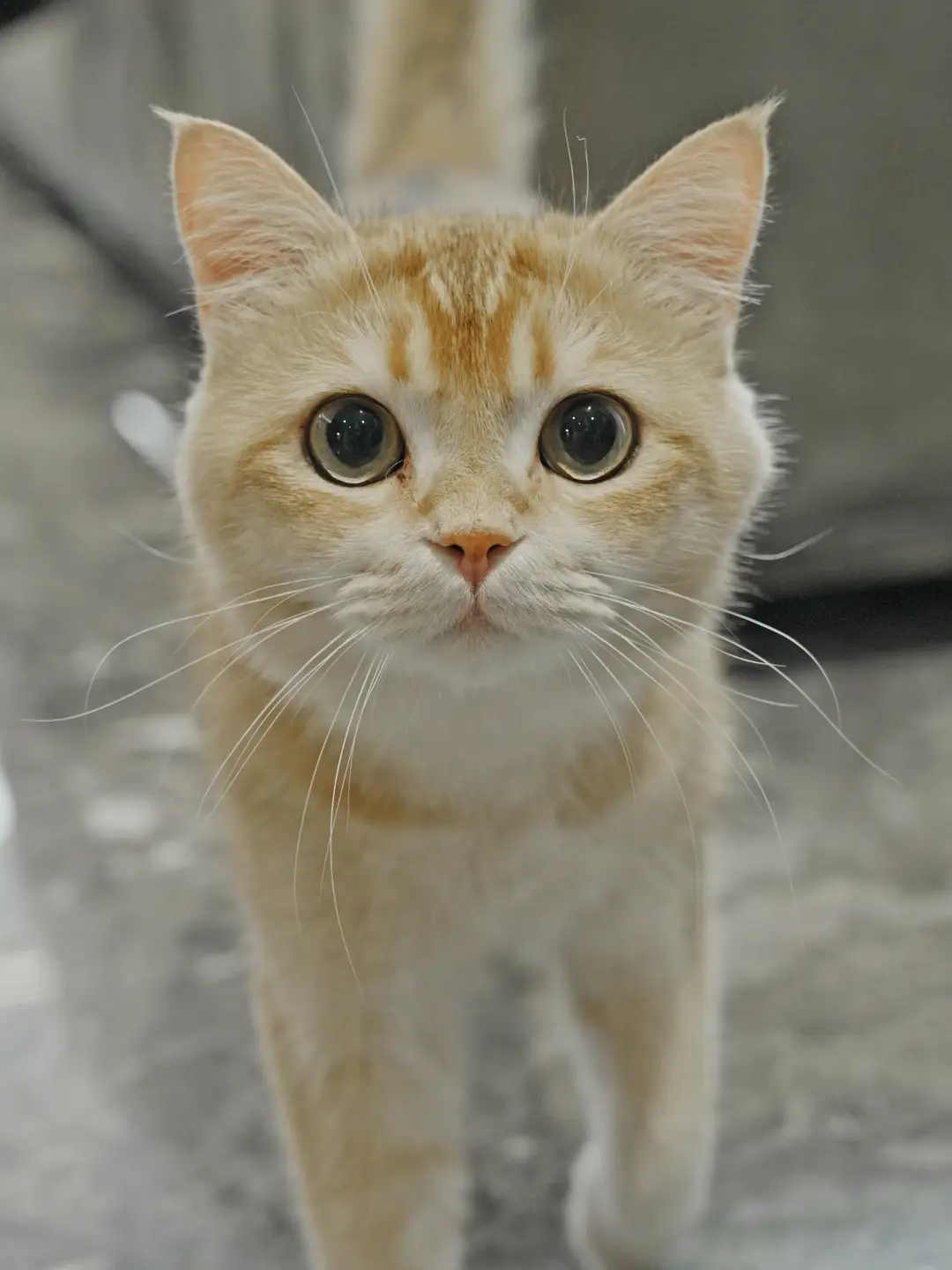 现代轻奢风落地，今天是猫主子守家，喵🐱图片_4