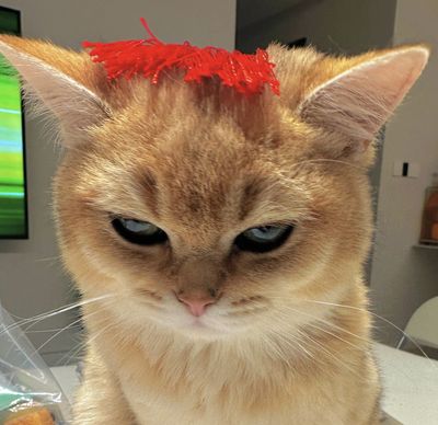 财哥是只猫