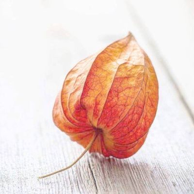 自由飞翔