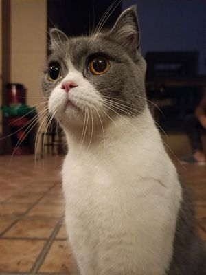 小E家