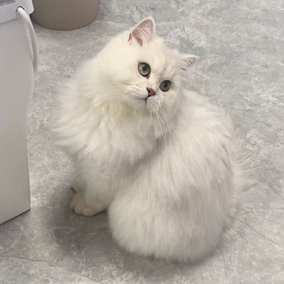 秋秋爱家装